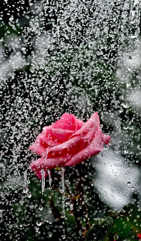 розы в каплях дождя
