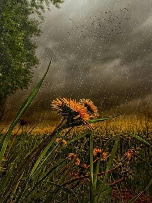 художник вячеслав палачев одуванчики