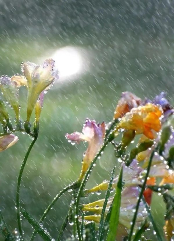 доброе дождливое утро летнее