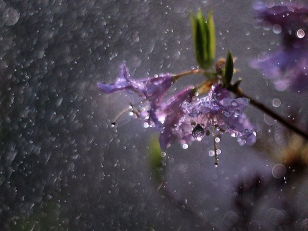 дождливая весна