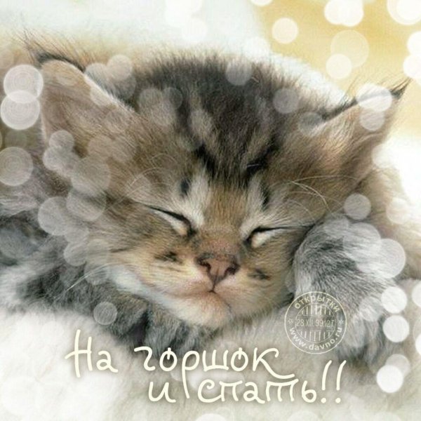 котенок маленький