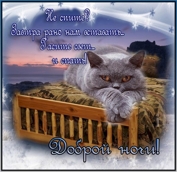котик доброй ночи