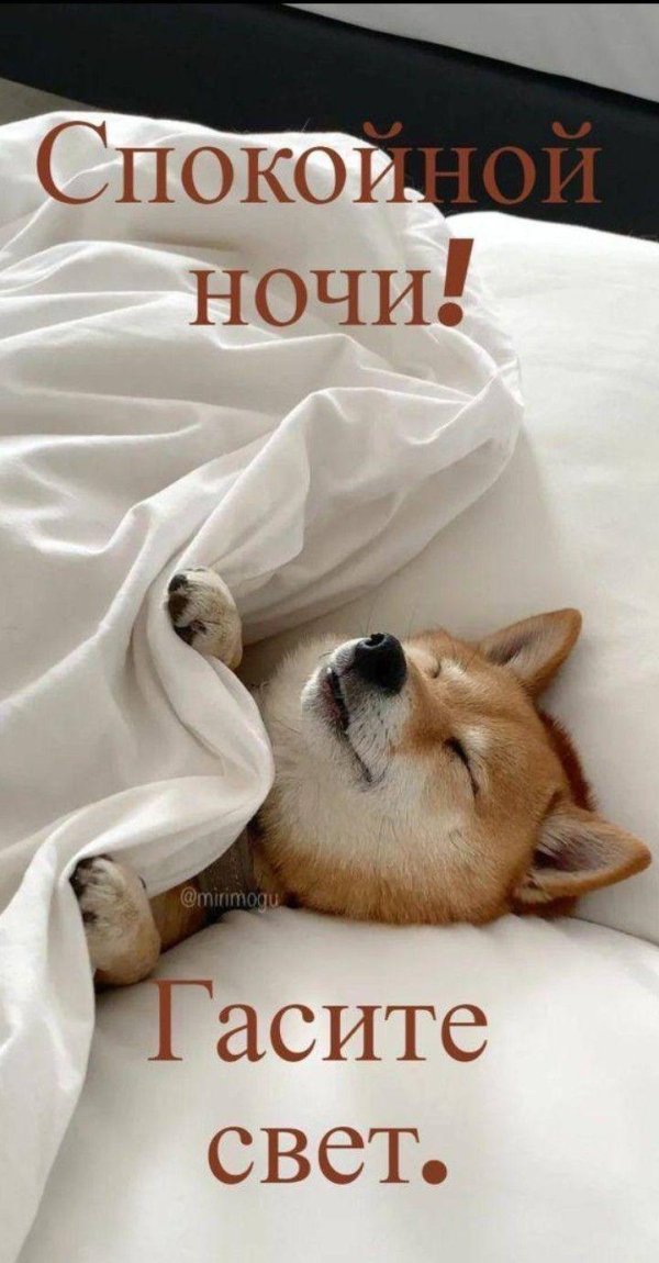 милое спокойной ночи