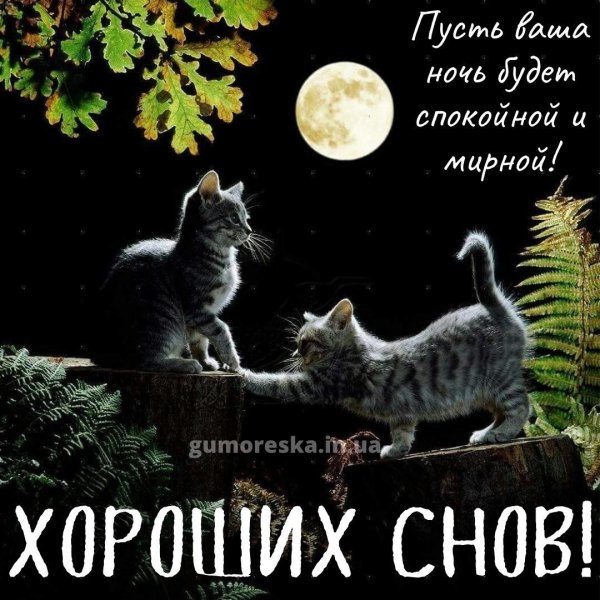 добрая ночь