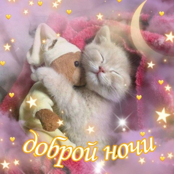 котик доброй ночи