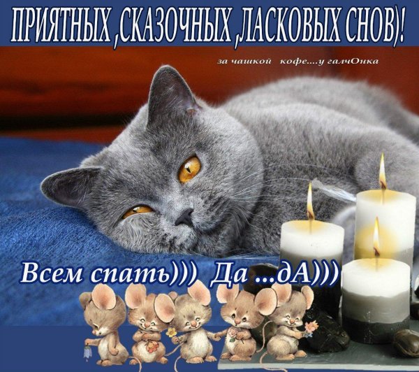 британская короткошёрстная кошка