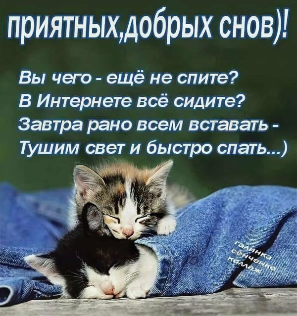 спящие котята