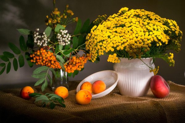 пижма мимоза