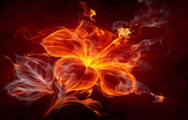 пламенные цветы