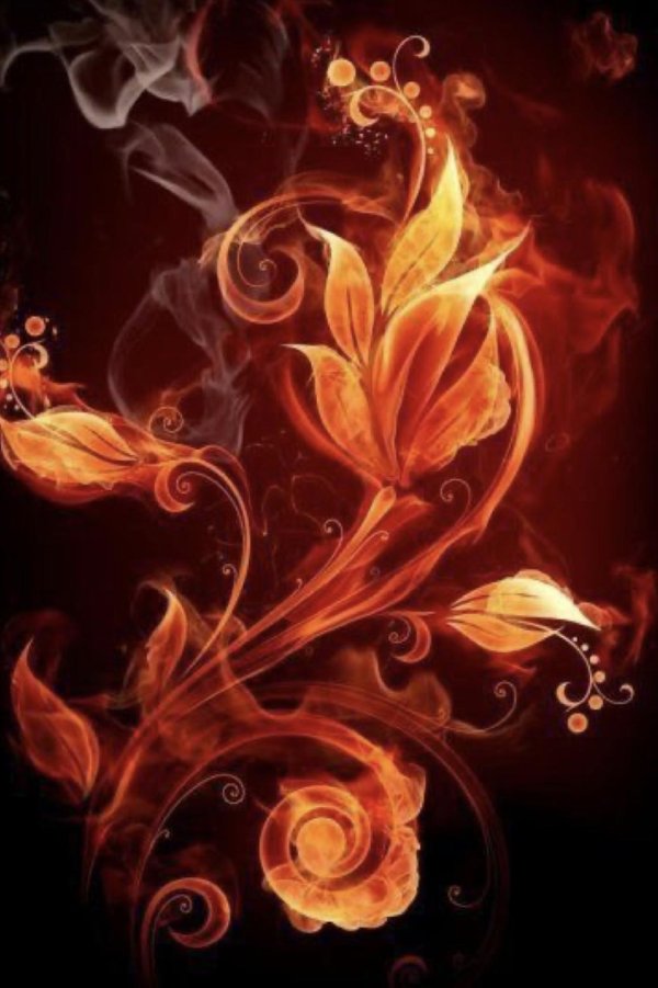 огненная роза