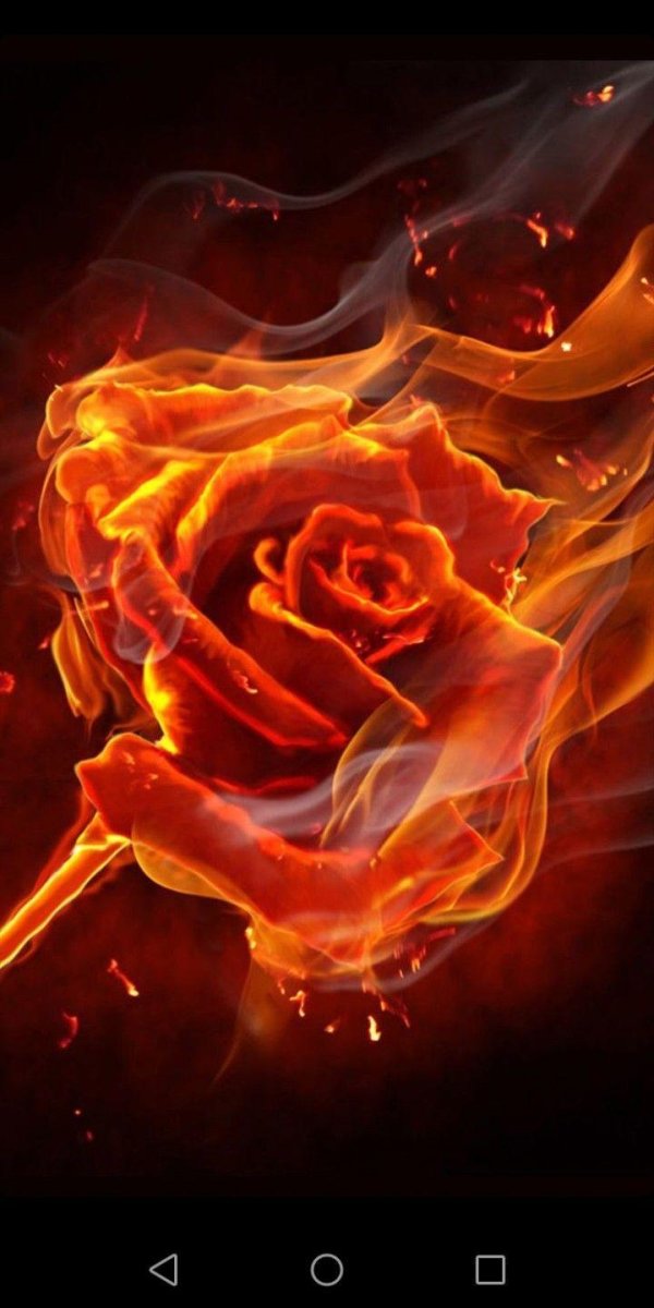 горящая роза