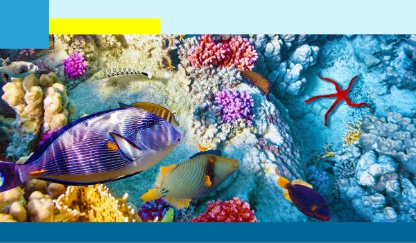 коралловые рифы красного моря