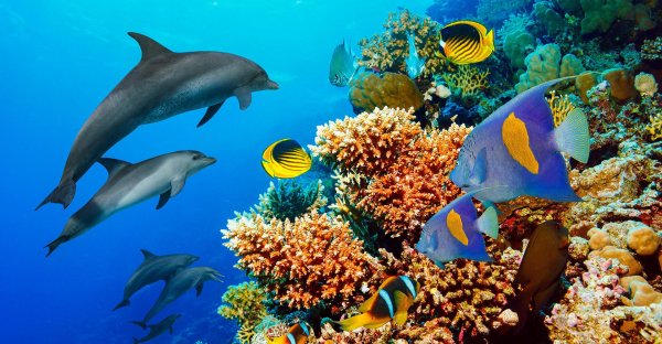 коралловые рифы