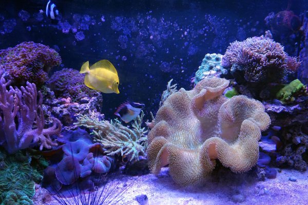 морские аквариумы