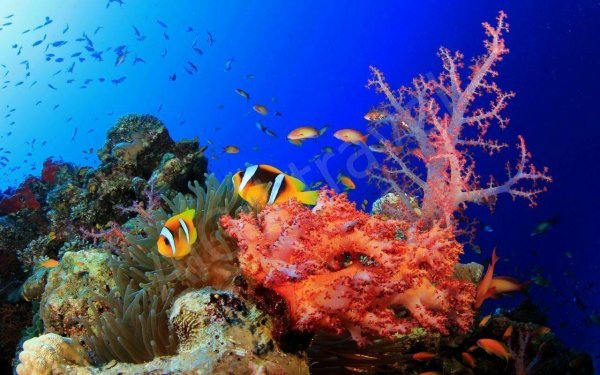 коралловые рифы красного моря