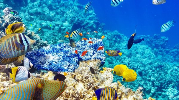 морское дно