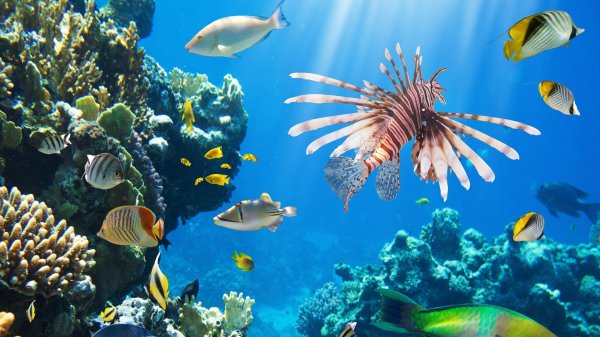 рыба крылатка в красном море