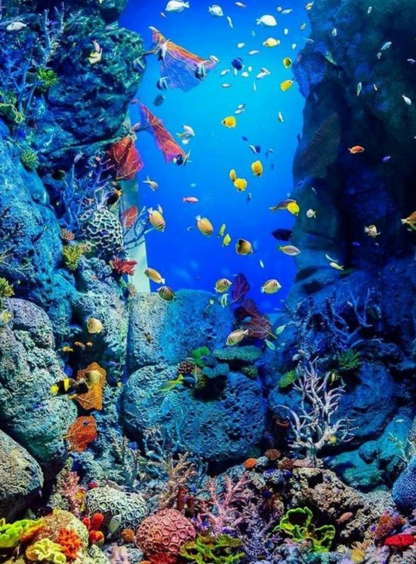 морское дно