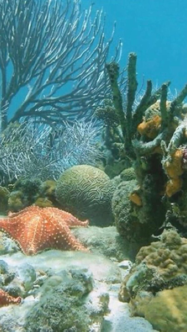 коралл морской