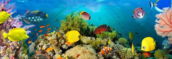 морское дно