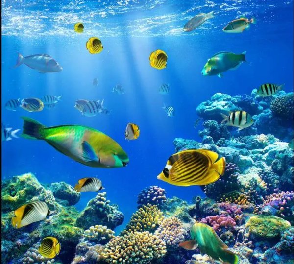 подводный мир