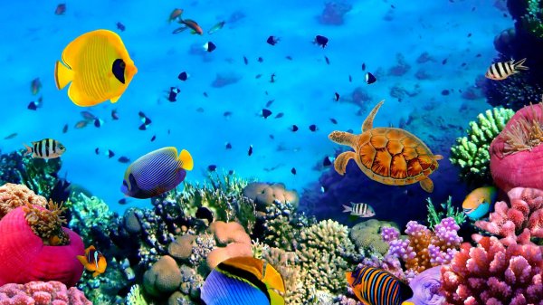 морское дно