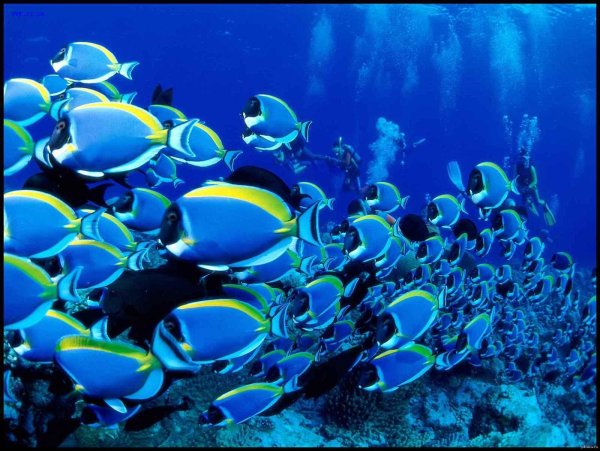 яркие рыбки