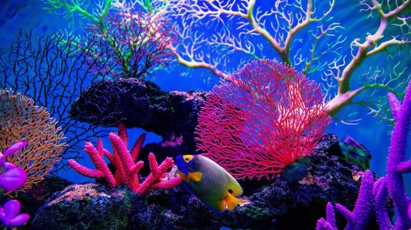 кораллы живые