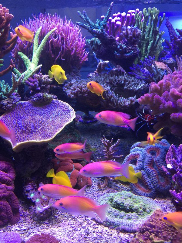 морские аквариумы