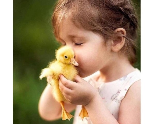 уточка обнимает