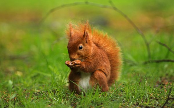 белка рыжая