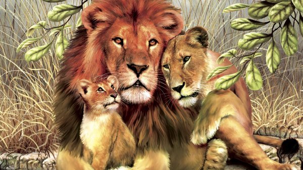 семья льва