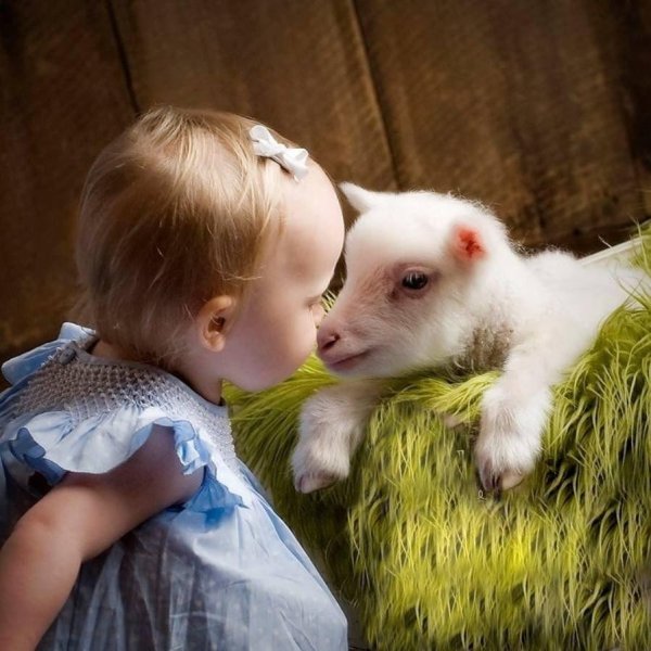 милые детеныши животных