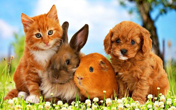 домашнее животное