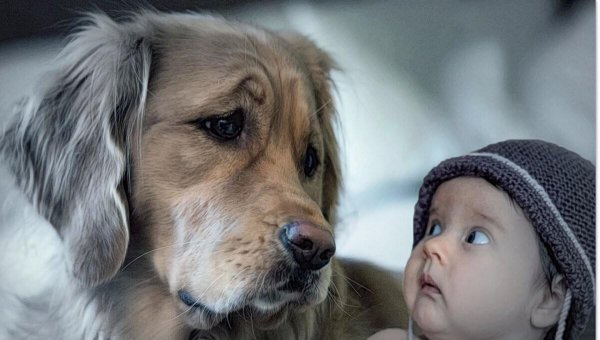 собака друг человека