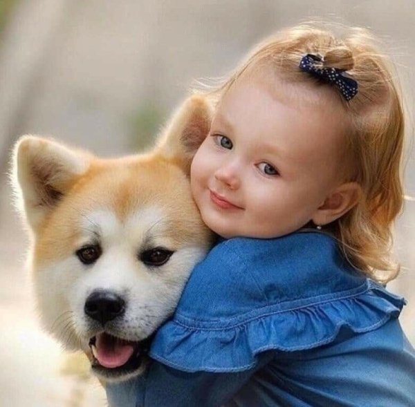 акита ину порода