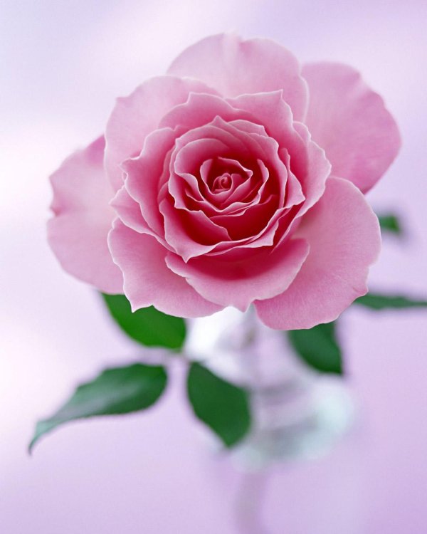 розовые цветы