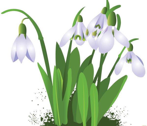 пролеска крокус галантус