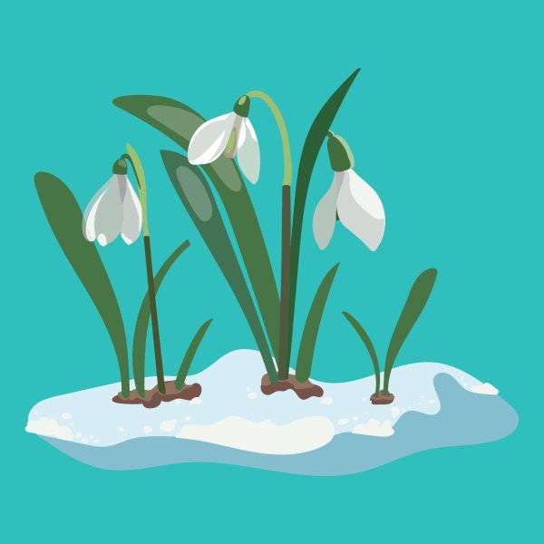 подснежники мультяшные