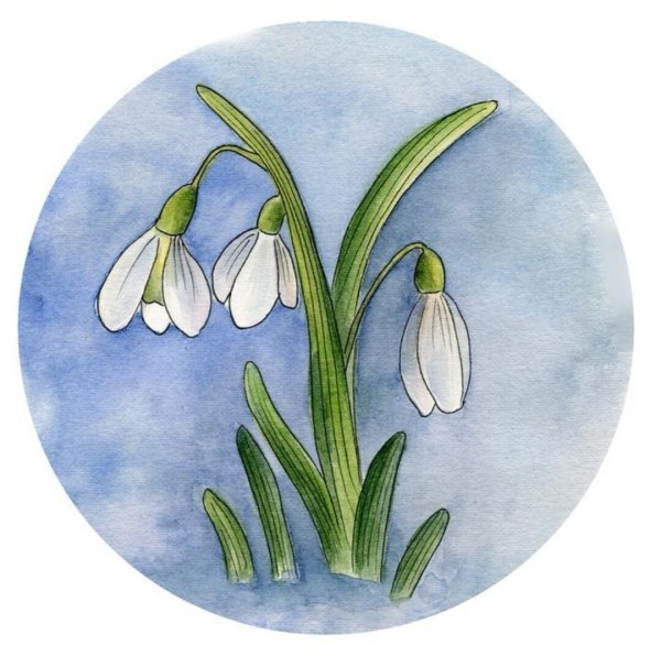 рисование первоцветы старшая группа