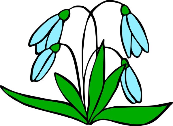 рисунок подснежника для детей