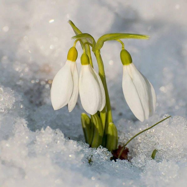 весна подснежник