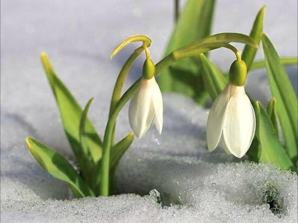 весна подснежник