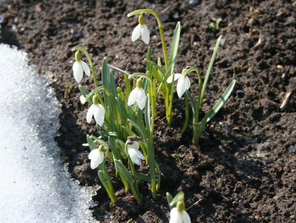 первоцветы подснежники