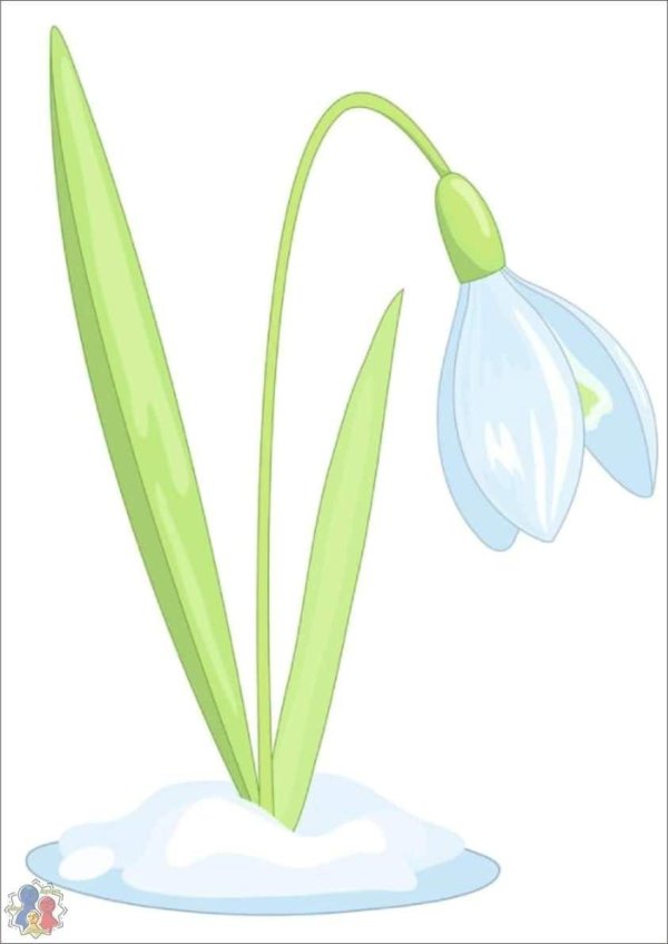 рисунок подснежника для детей