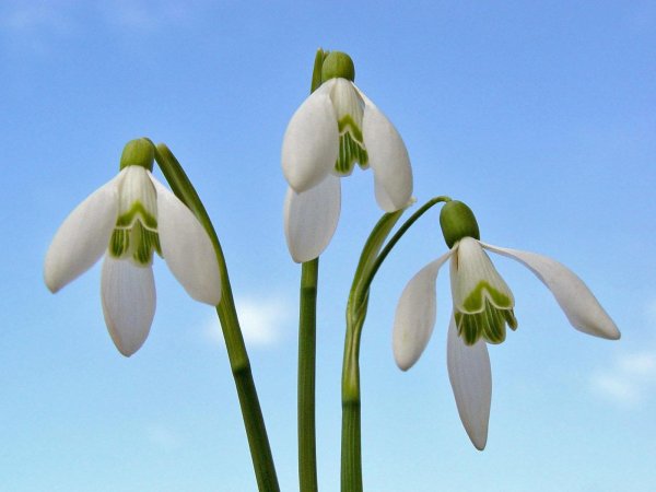 подснежник плосколистный