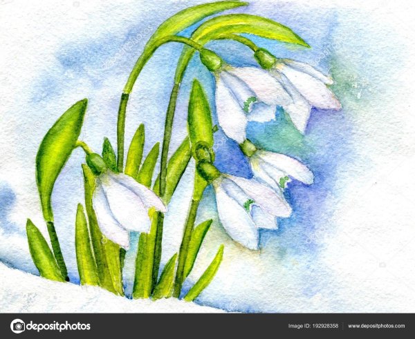 подснежники акварель
