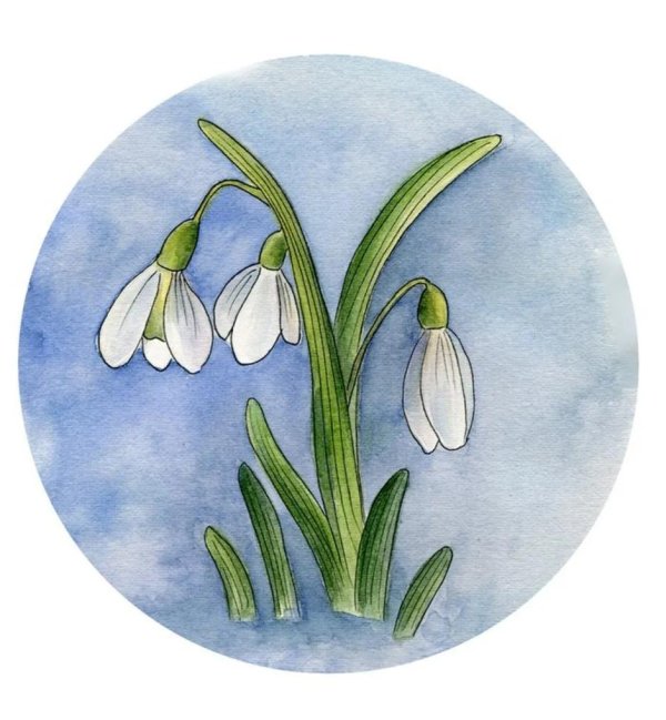 рисование первоцветы старшая группа