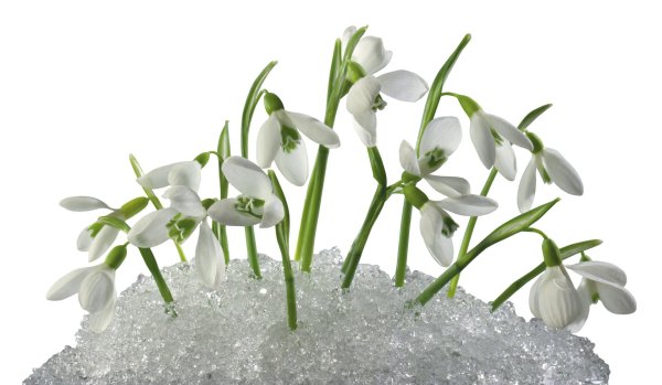 день подснежника