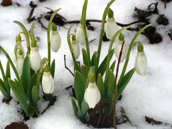 первоцветы галантусы